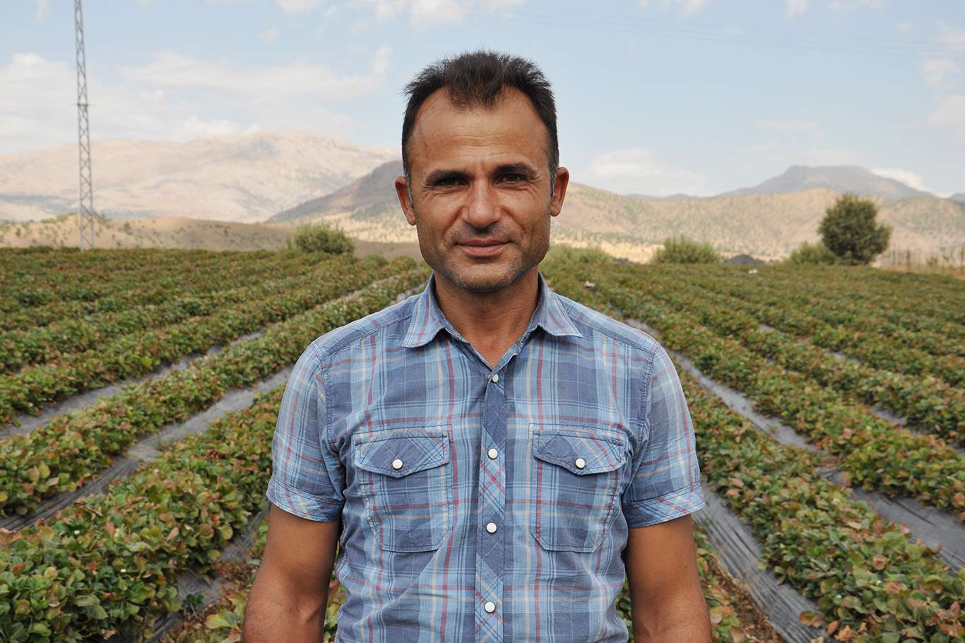 Üreticisinin yüzünü güldüren yılın son çilek hasadı yapılıyor Üreticisinin yüzünü güldüren yılın son çilek hasadı yapılıyor